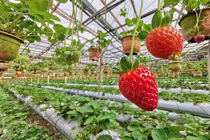 Cameron Kea Farm Hotel Brinchang Luaran gambar